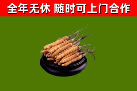金乡回收冬虫夏草